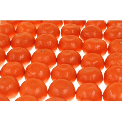小原紅早生みかん 約5kg