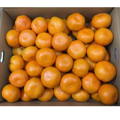 坂出みかん 約10kg
