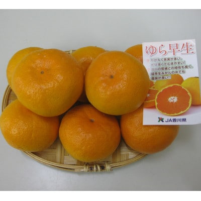 ゆら早生みかん 約5kg
