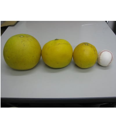 訳ありポメロ　約8kg