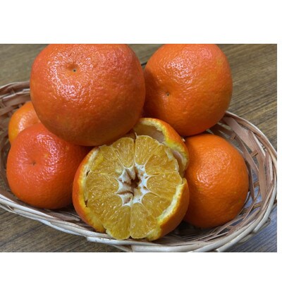 坂出市産　伊予柑　約5kg