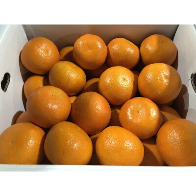 坂出市産　伊予柑　約5kg
