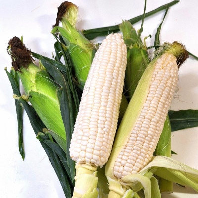 ご家庭用細物ホワイトコーン　約7kg