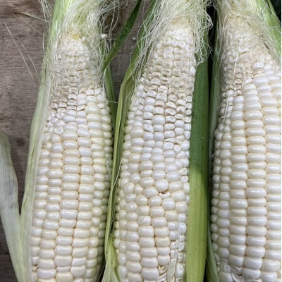ご家庭用細物ホワイトコーン　約7kg