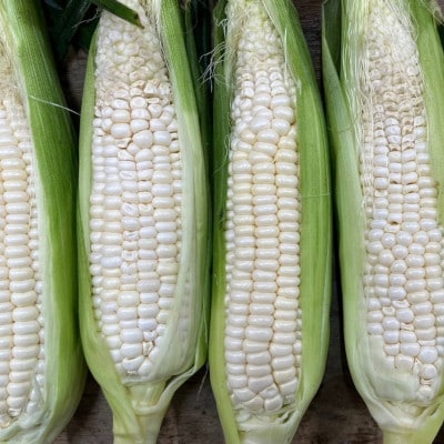ご家庭用細物ホワイトコーン　約7kg