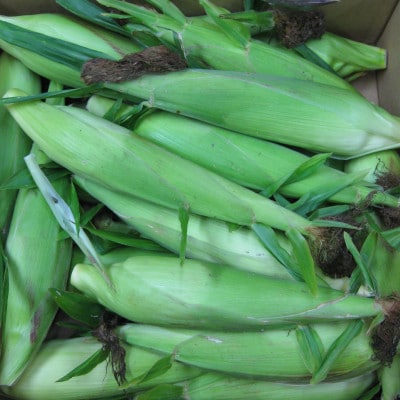 ご家庭用細物ホワイトコーン　約7kg