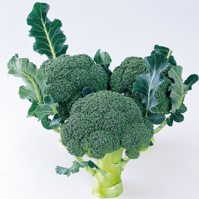 ブロッコリー　約4kg