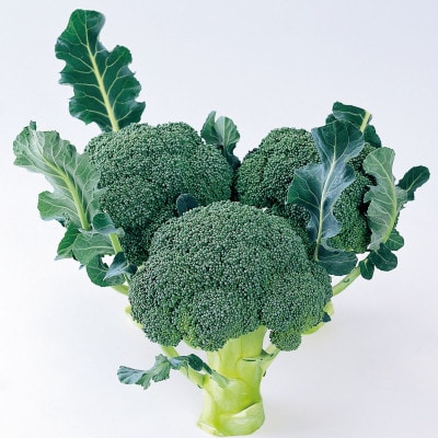 ブロッコリー　約4kg