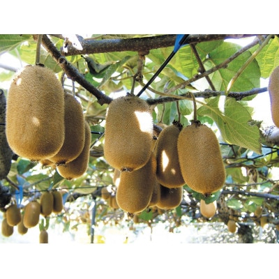 ご家庭用香緑キウイ　約2kg