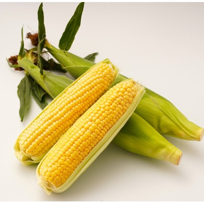 【期間限定!】朝採り とうもろこし(品種おまかせ)約8kg