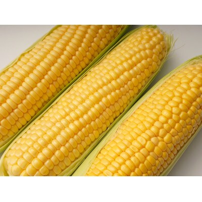 【期間限定!】太物2Lサイズ以上!朝採りとうもろこし(品種おまかせ)約8kg