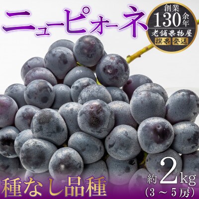 種なし葡萄!ニューピオーネ　約2kg(3～5房)