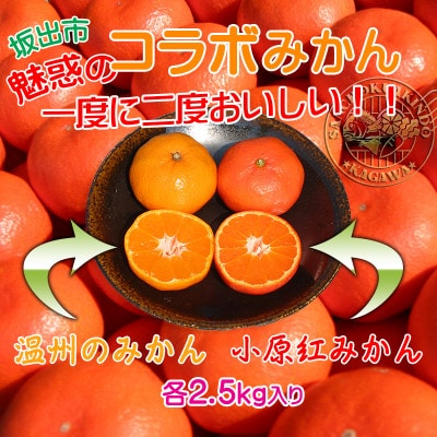 魅惑の小原紅早生 & 完熟温州セット/ 小原紅早生みかん約2.5kg & 完熟温州みかん約2.5kg