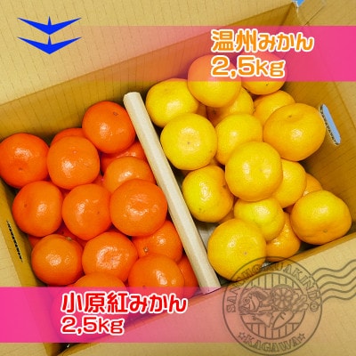 魅惑の小原紅早生 & 完熟温州セット/ 小原紅早生みかん約2.5kg & 完熟温州みかん約2.5kg