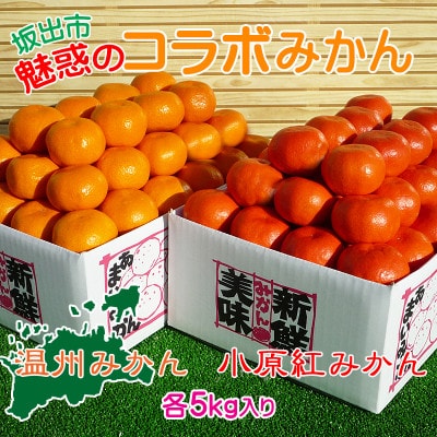 魅惑の小原紅早生 & 完熟温州みかんセット/ 小原紅早生みかん約5kg&完熟温州みかん約5kg