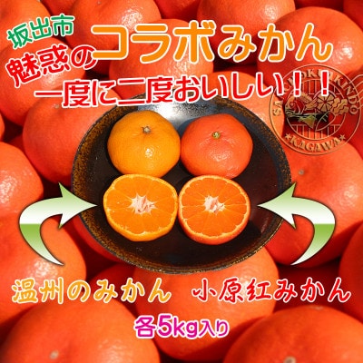 魅惑の小原紅早生 & 完熟温州みかんセット/ 小原紅早生みかん約5kg&完熟温州みかん約5kg