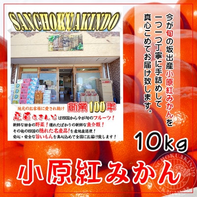 ≪先行受注≫小原紅早生みかん 香川県産 約10kg ( S ～ Lサイズ