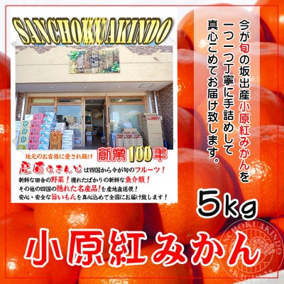 香川県産 小原紅早生みかん約5kg ( 特品クラスS ～ Lサイズ )