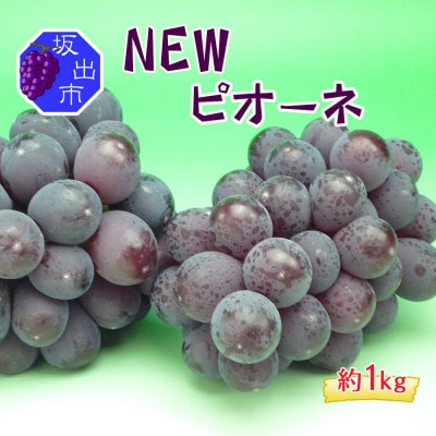 ニューピオーネ 約1kg ( 約2～3房 ) 【2025年発送】ぶどう 香川産 人気品種