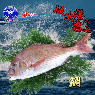 ≪瀬戸内海産≫鮮魚のプロが見極めた朝1番水揚げされた天然真鯛を直送致します。[中サイズ]