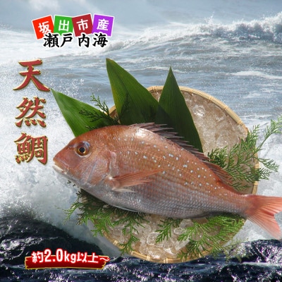 ≪瀬戸内海産≫鮮魚のプロが見極めた朝1番水揚げされた天然真鯛を直送致します。[大大サイズ]