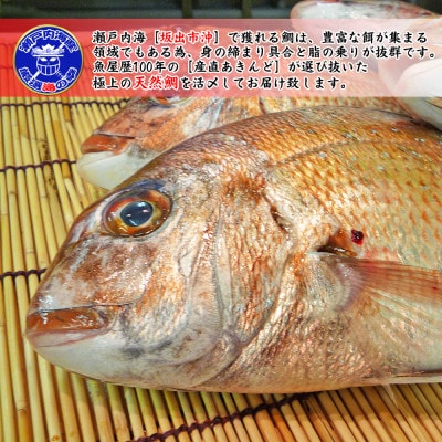 ≪瀬戸内海産≫鮮魚のプロが見極めた朝1番水揚げされた天然真鯛を直送致します。[大大サイズ]