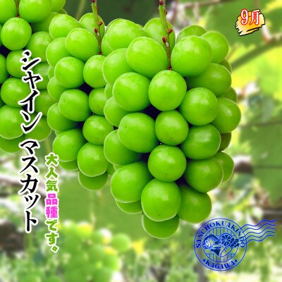 【発送月固定定期便】創業100年坂出産のフルーツとさぬきの特産品の定期便【Aコース5回】全5回