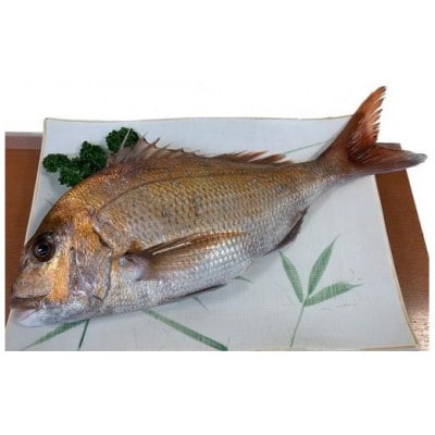 【熨斗付】天然真鯛 刺身用　1尾(4～5人前)