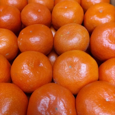 小原紅早生みかん 約5kg