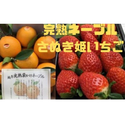 越冬葉付き完熟ネーブル約5kgとさぬき姫いちご約250g×2