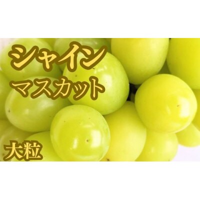 大粒シャインマスカット　2房箱入り(約1.5kg)
