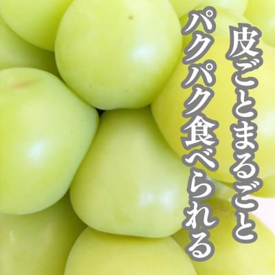 大粒シャインマスカット　2房箱入り(約1.5kg)