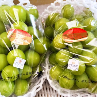 大粒シャインマスカット　2房箱入り(約1.5kg)
