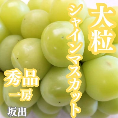 大粒シャインマスカット　一房箱入り(約750g)