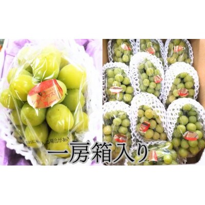 大粒シャインマスカット　一房箱入り(約750g)