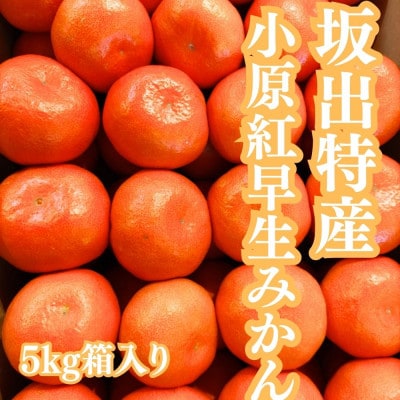 小原紅早生みかん 5kg