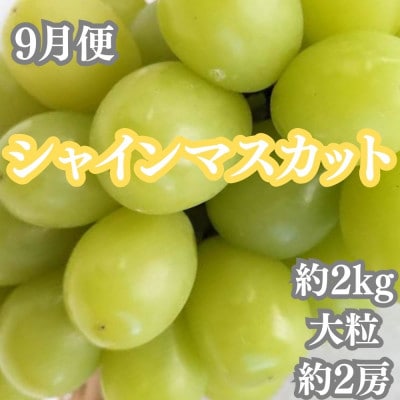 【発送月固定定期便】坂出の美味しい果物定期便　季節の果物を年間4回に分けてお届け!全4回