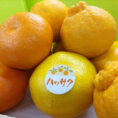 【発送月固定定期便】坂出美味しい果物定期便全7回
