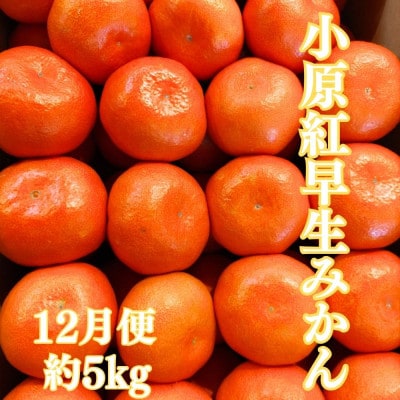【発送月固定定期便】坂出美味しい果物定期便全7回