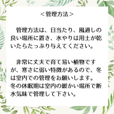 パキプス根挿し株