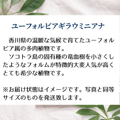 ギラウミニアナ