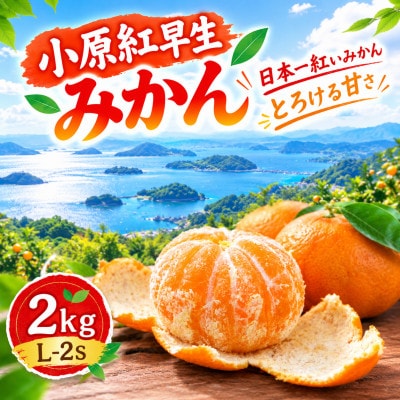 【香川県共通返礼品】小原紅早生みかん　約2.0kg　2S～L