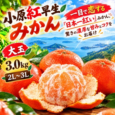 【香川県共通返礼品】小原紅早生みかん　大玉　約3.0kg　2L~3L