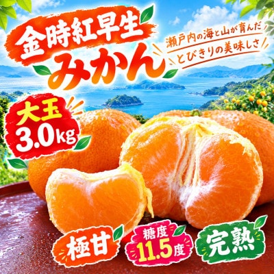 【香川県共通返礼品】金時紅早生みかん　大玉　3.0kg