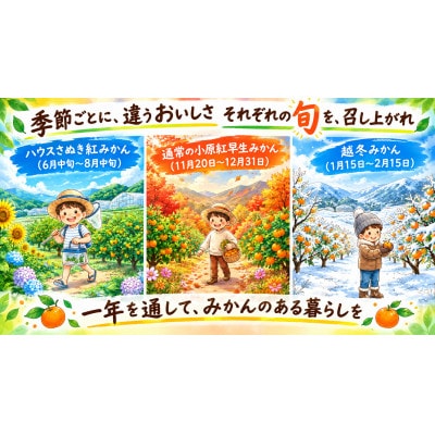 【香川県共通返礼品】金時紅早生みかん　大玉　3.0kg