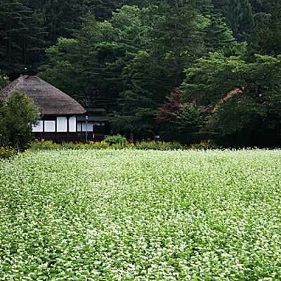 相木蕎麦(あいきそば)石臼挽き / 15袋(30人前)簡易包装