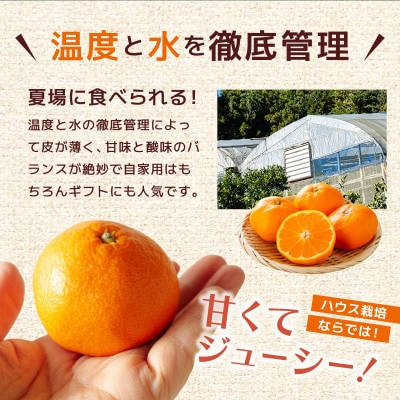 佐賀産ハウスみかんギフト箱 (20-30玉) 【41nf-002】