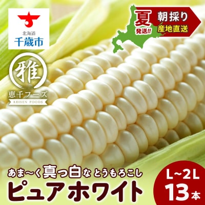 【2027年夏発送】白いとうもろこし ピュアホワイト L～2L 13本