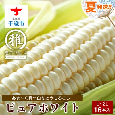 2025年夏発送 白いとうもろこし ピュアホワイト L～2L 16本