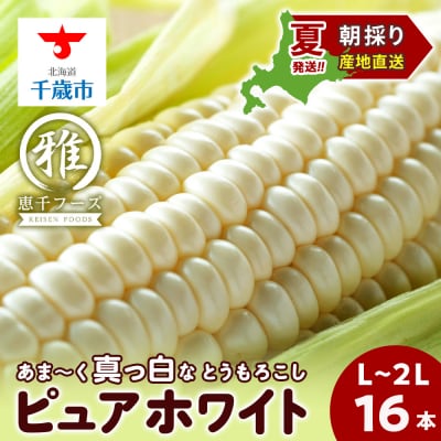 【2027年夏発送】 白いとうもろこし ピュアホワイト L～2L 16本